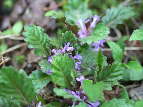 Ajuga yezoensis