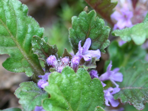 Ajuga yezoensis