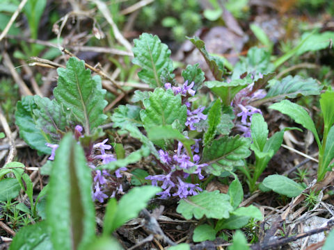 Ajuga yezoensis