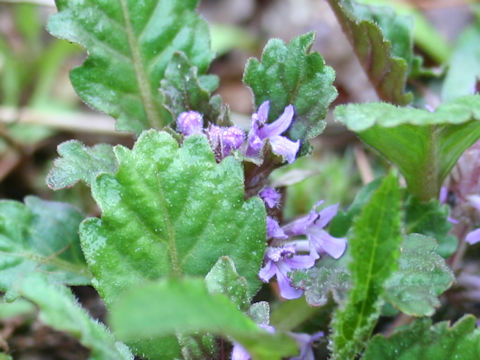 Ajuga yezoensis