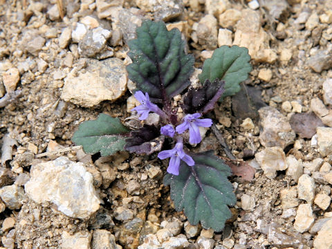 Ajuga yezoensis