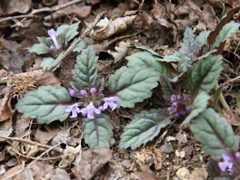 Ajuga yezoensis