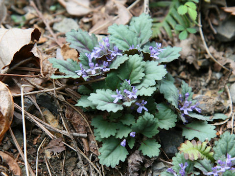 Ajuga yezoensis