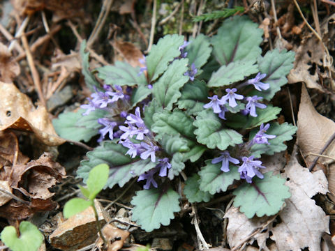 Ajuga yezoensis