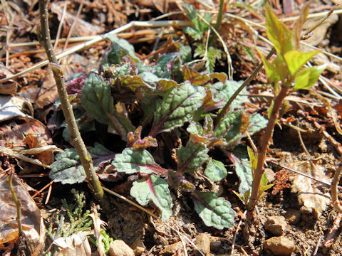 Ajuga yezoensis