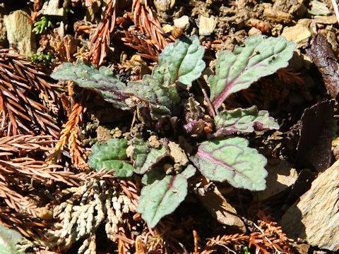 Ajuga yezoensis