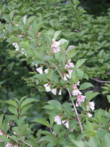 Weigela decora