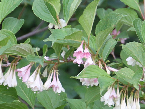 Weigela decora