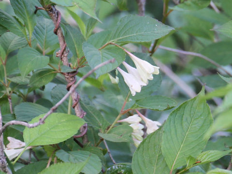 Weigela decora