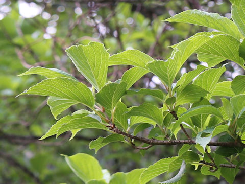 Weigela decora