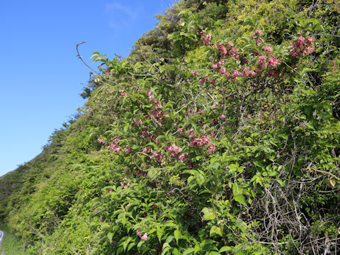 Weigela decora
