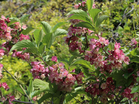 Weigela decora