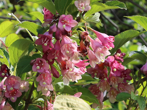 Weigela decora
