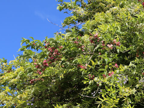 Weigela decora