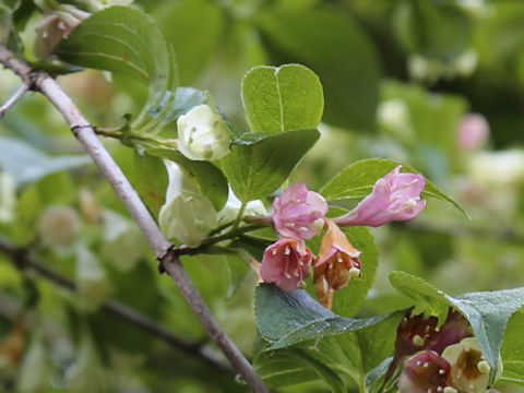 Weigela decora