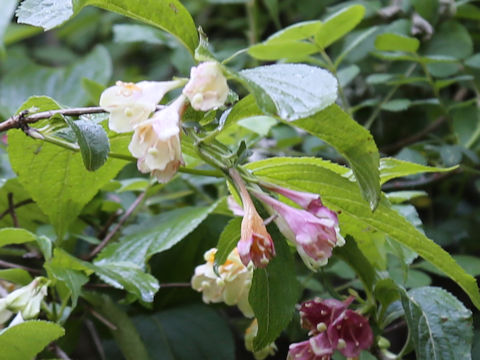 Weigela decora