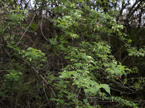 Weigela decora