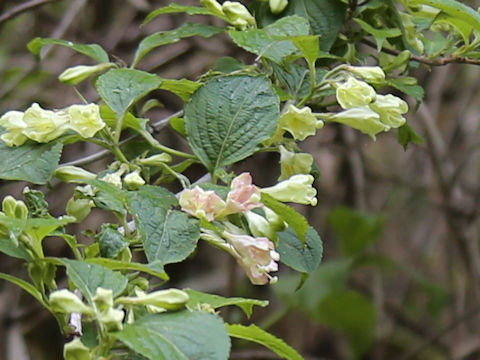 Weigela decora