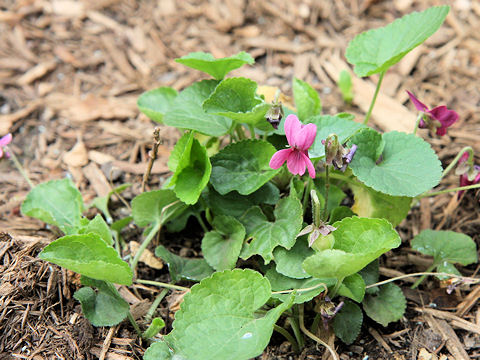 Viola odorata