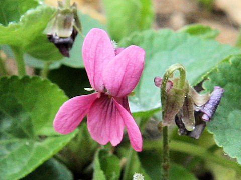 Viola odorata