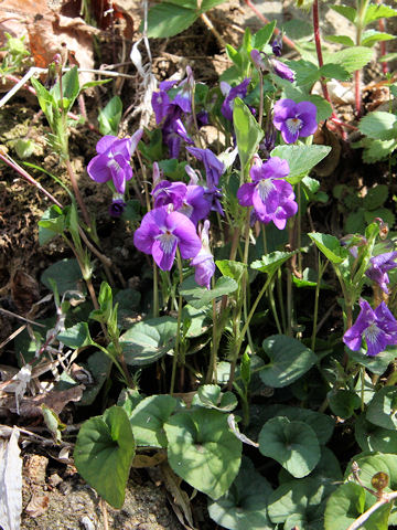 Viola obtusa