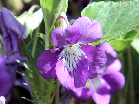 Viola obtusa