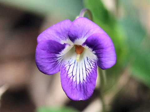 Viola obtusa