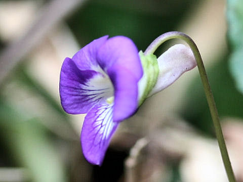 Viola obtusa