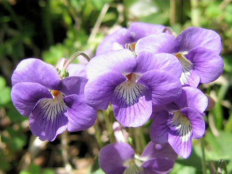 Viola obtusa