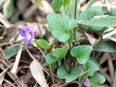 Viola obtusa