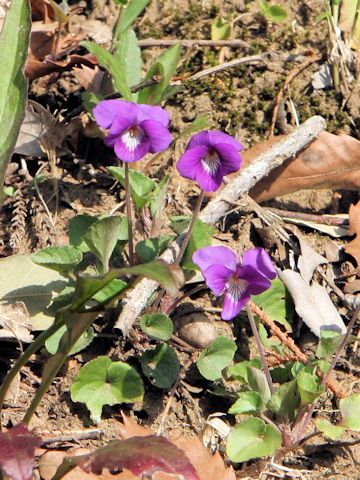 Viola obtusa