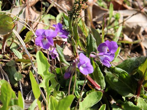 Viola obtusa