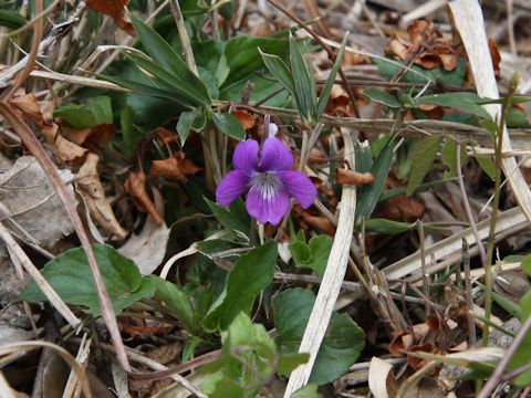 Viola obtusa