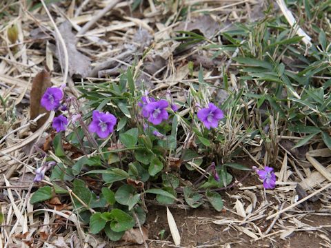 Viola obtusa