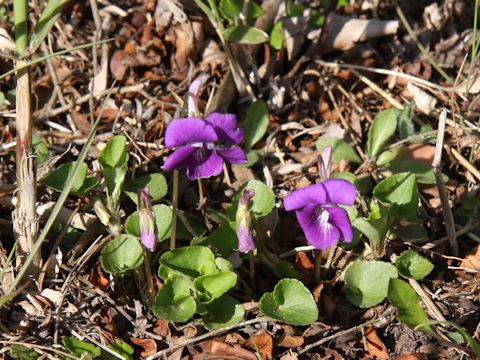 Viola obtusa