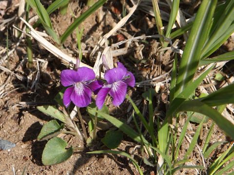 Viola obtusa