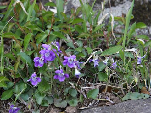 Viola obtusa