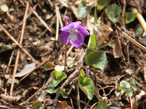 Viola obtusa