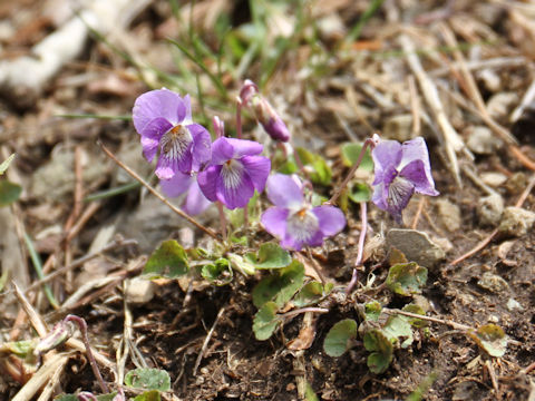 Viola obtusa