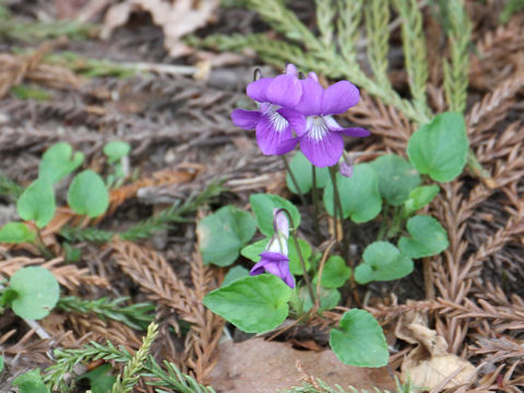 Viola obtusa