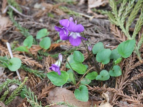 Viola obtusa