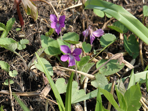 Viola obtusa