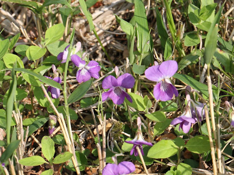 Viola obtusa