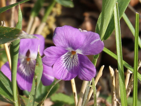 Viola obtusa