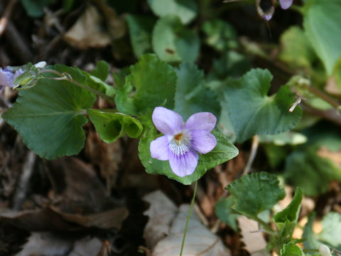 Viola obtusa