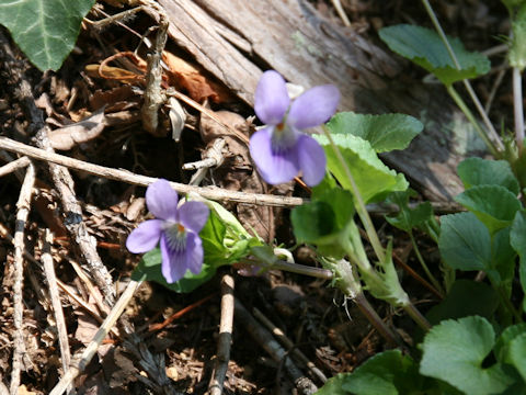 Viola obtusa