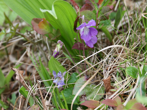 Viola obtusa