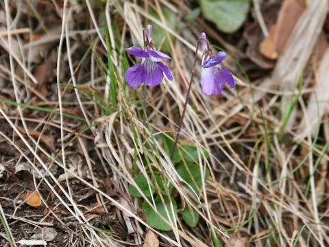 Viola obtusa