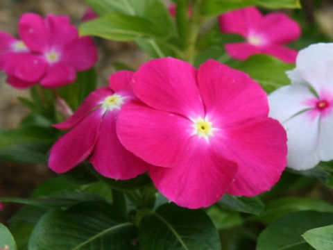 Catharanthus roseus