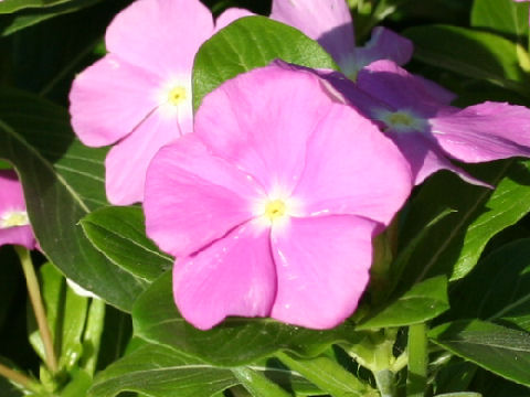 Catharanthus roseus